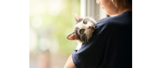 Fontanna dla kota - co zrobić gdy kot zbyt mało pije?